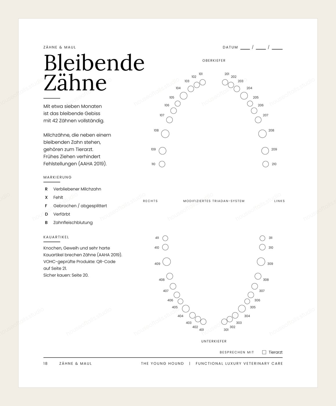 The Young Hound — Seite zu den bleibenden Zähnen