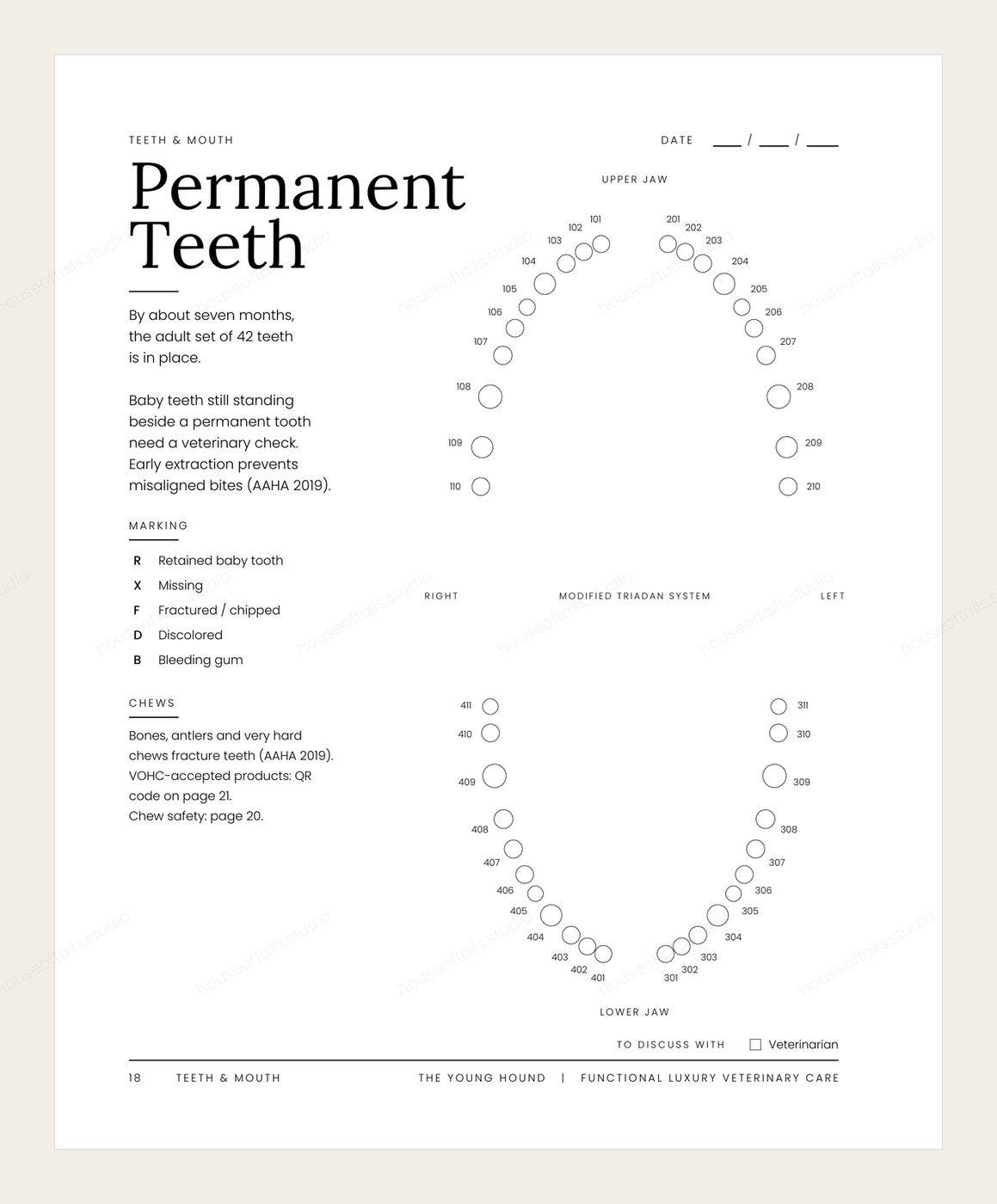 The Young Hound — permanent teeth page