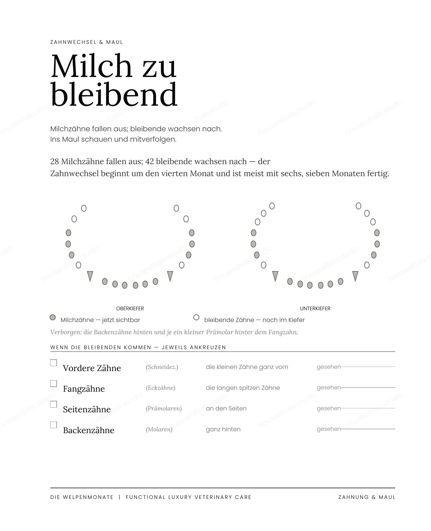 Seite Zahnwechsel & Maul mit Zahnschema von Milchzähnen zu bleibenden Zähnen